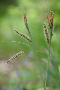 <i>Carex flacca</i>