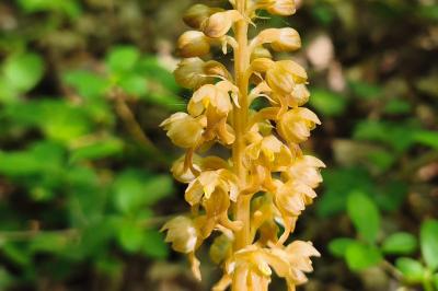 <i>Neottia nidus-avis</i>