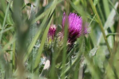 <i>Cirsium dissectum</i>