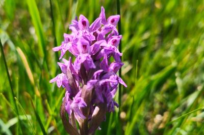 <i>Dactylorhiza majalis</i>