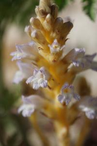 <i>Phelipanche ramosa</i>