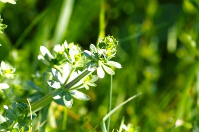 <i>Galium album</i>