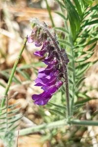 <i>Vicia villosa</i>