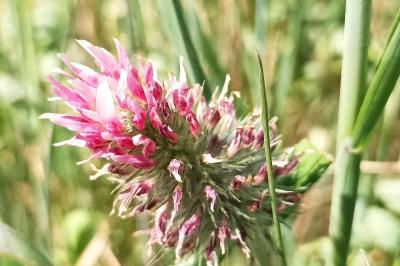 <i>Trifolium incarnatum</i>