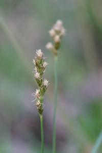 <i>Carex leporina</i>