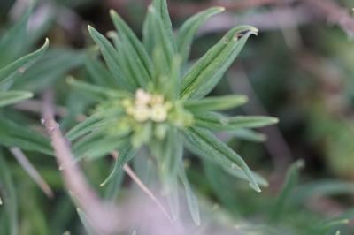 <i>Lithospermum officinale</i>
