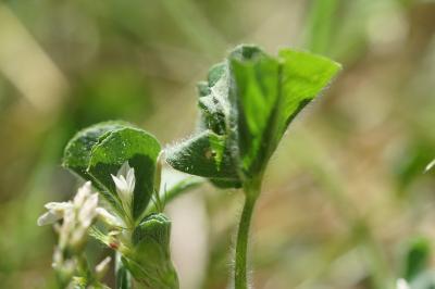<i>Trifolium subterraneum</i>