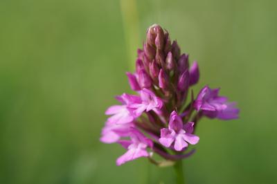 <i>Anacamptis pyramidalis</i>