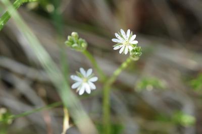 <i>Stellaria graminea</i>