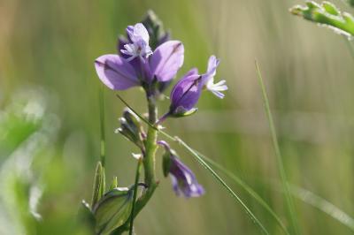 <i>Polygala vulgaris</i>