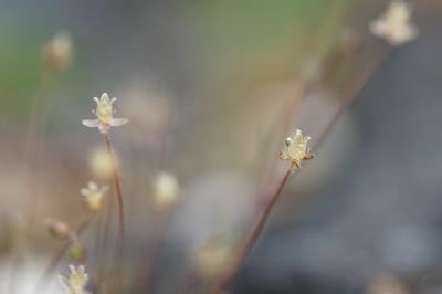 <i>Sagina apetala</i>