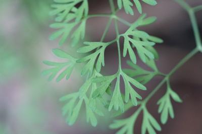 <i>Fumaria vaillantii</i>