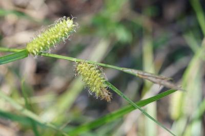 Carex vesicaria