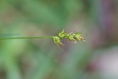 <i>Carex spicata</i>
