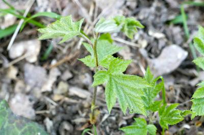 <i>Torminalis glaberrima</i>