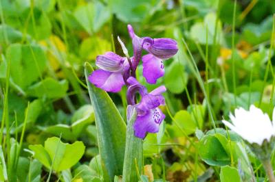 <i>Anacamptis morio</i>