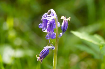 <i>Hyacinthoides non-scripta</i>