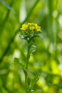 <i>Barbarea vulgaris</i>