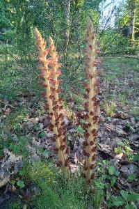 <i>Orobanche rapum-genistae</i>