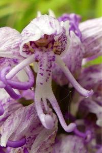 <i>Orchis simia</i>