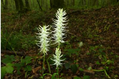 <i>Phyteuma spicatum</i>