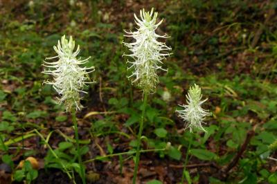<i>Phyteuma spicatum</i>