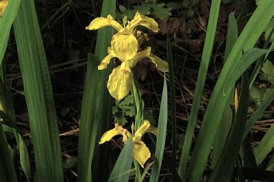 <i>Iris pseudacorus</i>