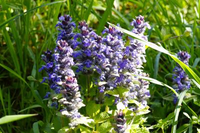 <i>Ajuga reptans</i>