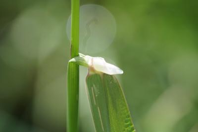 <i>Phalaris arundinacea</i>