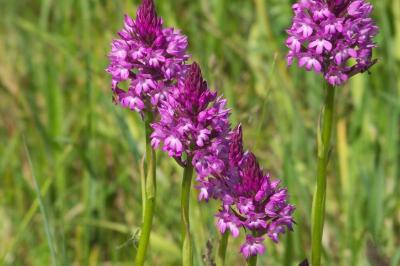 <i>Anacamptis pyramidalis</i>