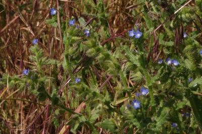 <i>Lycopsis arvensis</i>