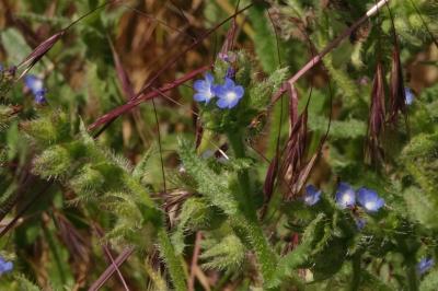 <i>Lycopsis arvensis</i>