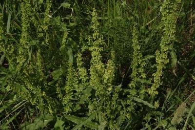 <i>Rumex crispus</i>