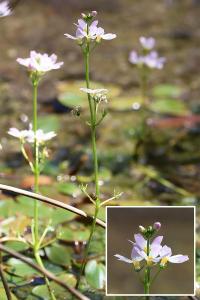 Hottonia palustris