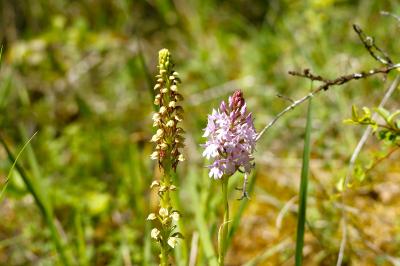 <i>Orchis anthropophora</i>