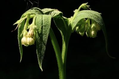 <i>Symphytum officinale</i>