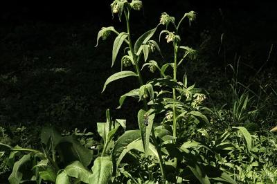 <i>Symphytum officinale</i>