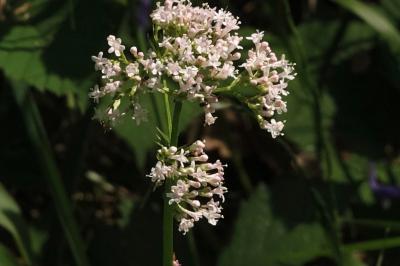 <i>Valeriana officinalis</i>