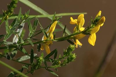 <i>Genista tinctoria</i>