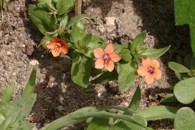 <i>Lysimachia arvensis</i>