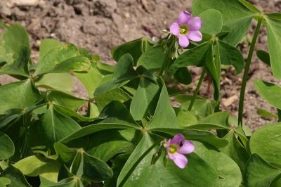 <i>Oxalis latifolia</i>
