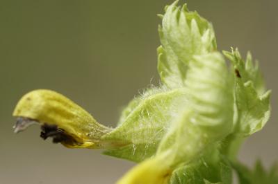 <i>Rhinanthus alectorolophus</i>