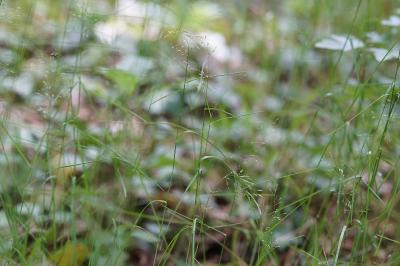 <i>Poa nemoralis</i>