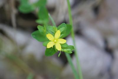 <i>Hypericum humifusum</i>