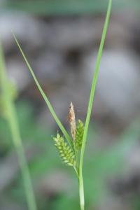 <i>Carex pallescens</i>
