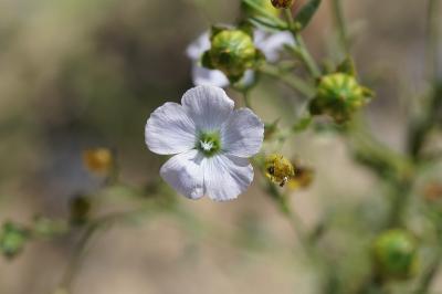 <i>Linum usitatissimum</i>