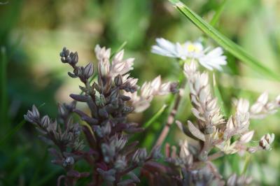 <i>Sedum rubens</i>