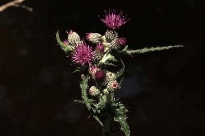 <i>Cirsium palustre</i>