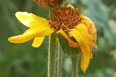 <i>Arnica montana</i>