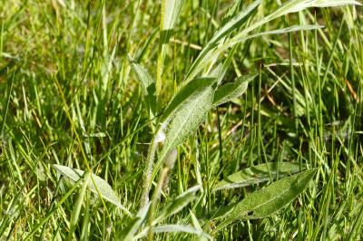 <i>Centaurea</i>